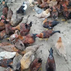 Gà mía lai thương phẩm